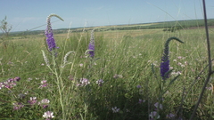 Veronica spicata