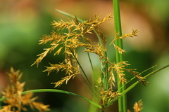 Cyperus fastigiatus