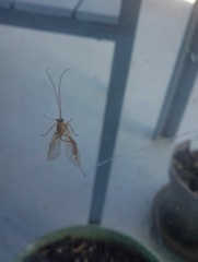 Enicospilus guatemalensis