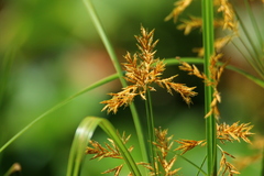Cyperus fastigiatus