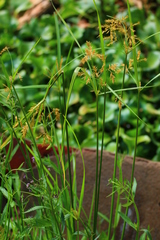 Cyperus fastigiatus