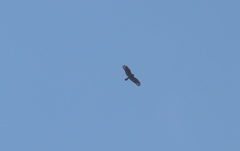 Spilornis cheela bido