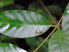 Diabrotica interruptolineata