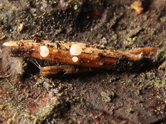 Calycina subtilis
