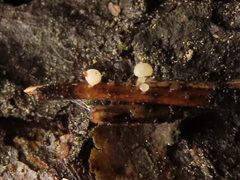 Calycina subtilis