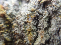 Gyalolechia xanthostigmoidea