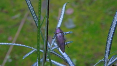 Pelecopselaphus