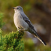 Townsend's Solitaire - Photo (c) Ad Konings, some rights reserved (CC BY-NC), uploaded by Ad Konings