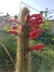 Cleistocactus
