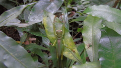 Cerberodon viridis