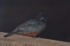 Megaceryle maxima maxima