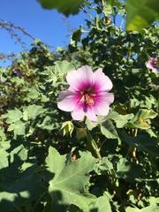 Malva subovata bicolor