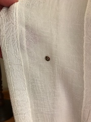 Cheilomenes sulphurea