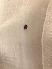 Cheilomenes sulphurea