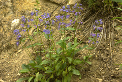 Penstemon wilcoxii