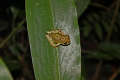 Philautus macroscelis