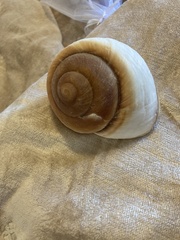 Ryssota otaheitana ovum