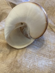 Ryssota otaheitana ovum