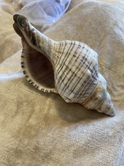 Filifusus filamentosus