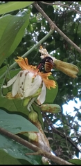 Passiflora pittieri