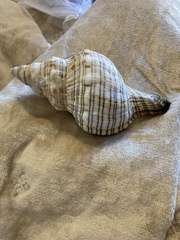 Filifusus filamentosus