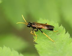 Tenthredo campestris