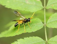 Tenthredo campestris