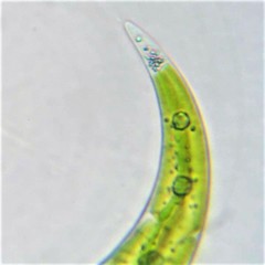 Closterium leibleinii