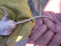 Chaetodipus hispidus