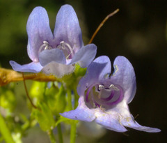 Penstemon wilcoxii