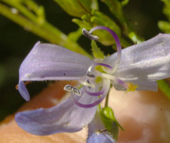 Penstemon wilcoxii