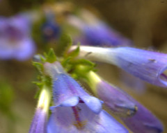 Penstemon wilcoxii