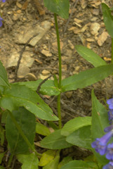 Penstemon wilcoxii