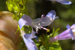 Penstemon wilcoxii