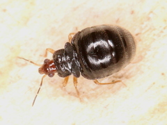 Myrmedobia