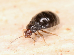 Myrmedobia