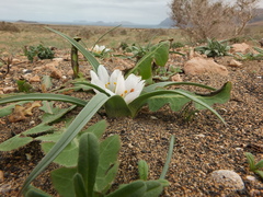 Colchicum psammophilum