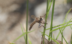 Alyssomyia