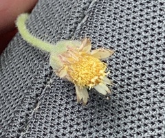 Tridax procumbens