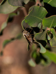 Pangoniinae