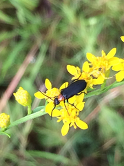 Nemognatha nemorensis