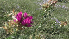 Astragalus cornutus