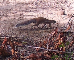 Euxerus erythropus