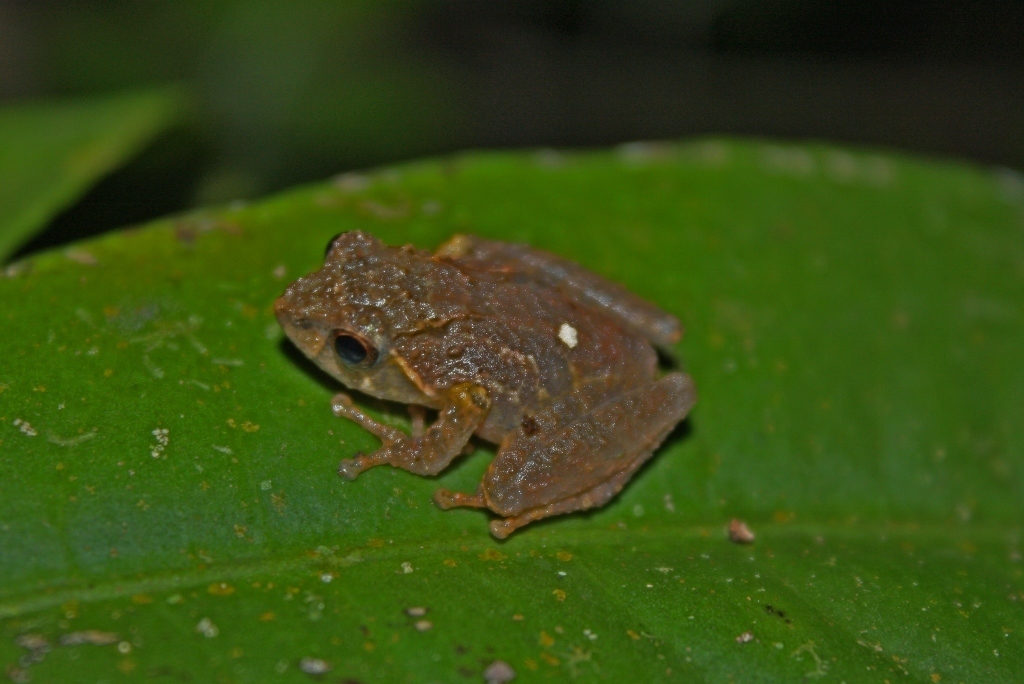 Peter's Bushfrog