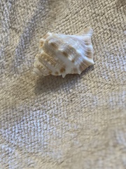 Bursidae