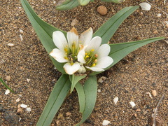 Colchicum psammophilum