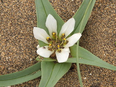 Colchicum psammophilum