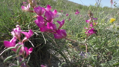 Hedysarum ucrainicum