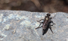 Pritchardia hirtipes