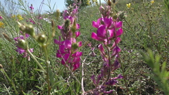 Hedysarum ucrainicum